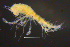  (LepechinellidaeAJ - 2-9S_Lepe1_2012_1)  @11 [ ] CreativeCommons  Attribution Non-Commercial Share-Alike (2021) Anna Jazdzewska University of Lodz, Dept of Invertebrate Zoology and Hydrobiology