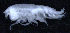  (LysianassidaeAJ sp. 8 - 2-9S_Lysi8_2012_1)  @11 [ ] CreativeCommons  Attribution Non-Commercial Share-Alike (2021) Anna Jazdzewska University of Lodz, Dept of Invertebrate Zoology and Hydrobiology