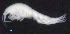  ( - 2-9S_Oedi1a_2012_1)  @11 [ ] CreativeCommons  Attribution Non-Commercial Share-Alike (2021) Anna Jazdzewska University of Lodz, Dept of Invertebrate Zoology and Hydrobiology