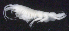  ( - 2-9S_Oedi1a_2012_2)  @11 [ ] CreativeCommons  Attribution Non-Commercial Share-Alike (2021) Anna Jazdzewska University of Lodz, Dept of Invertebrate Zoology and Hydrobiology