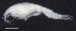  ( - 2-9S_Oedi1a_2012_3)  @11 [ ] CreativeCommons  Attribution Non-Commercial Share-Alike (2021) Anna Jazdzewska University of Lodz, Dept of Invertebrate Zoology and Hydrobiology