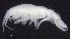  ( - 2-9S_Oedi1a_2012_4)  @11 [ ] CreativeCommons  Attribution Non-Commercial Share-Alike (2021) Anna Jazdzewska University of Lodz, Dept of Invertebrate Zoology and Hydrobiology