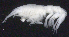  ( - 2-9S_Oedi1a_2012_5)  @11 [ ] CreativeCommons  Attribution Non-Commercial Share-Alike (2021) Anna Jazdzewska University of Lodz, Dept of Invertebrate Zoology and Hydrobiology