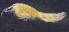  (OedicerotidaeAJ sp. 5 - 2-9S_Oedi5_2012_3)  @11 [ ] CreativeCommons  Attribution Non-Commercial Share-Alike (2021) Anna Jazdzewska University of Lodz, Dept of Invertebrate Zoology and Hydrobiology