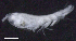  ( - 2-9S_Oedi6_2012_1)  @11 [ ] CreativeCommons  Attribution Non-Commercial Share-Alike (2021) Anna Jazdzewska University of Lodz, Dept of Invertebrate Zoology and Hydrobiology