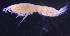  (PardaliscidaeAJ sp. 11 - 2-9S_Pard11_2012_2)  @11 [ ] CreativeCommons  Attribution Non-Commercial Share-Alike (2021) Anna Jazdzewska University of Lodz, Dept of Invertebrate Zoology and Hydrobiology