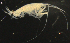  (StenothoidaeAJ - 2-9S_Sten1_2012_1)  @11 [ ] CreativeCommons  Attribution Non-Commercial Share-Alike (2021) Anna Jazdzewska University of Lodz, Dept of Invertebrate Zoology and Hydrobiology