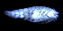  (Caleidoscopsis - 2-9S_Syno6_2012_2)  @11 [ ] CreativeCommons  Attribution Non-Commercial Share-Alike (2021) Anna Jazdzewska University of Lodz, Dept of Invertebrate Zoology and Hydrobiology