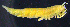  ( - 3-9S_Eusi2_2012_1)  @11 [ ] CreativeCommons  Attribution Non-Commercial Share-Alike (2021) Anna Jazdzewska University of Lodz, Dept of Invertebrate Zoology and Hydrobiology