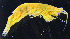  ( - 3-9S_Eusi2_2012_2)  @11 [ ] CreativeCommons  Attribution Non-Commercial Share-Alike (2021) Anna Jazdzewska University of Lodz, Dept of Invertebrate Zoology and Hydrobiology