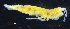  ( - 3-9S_Eusi2_2012_7)  @11 [ ] CreativeCommons  Attribution Non-Commercial Share-Alike (2021) Anna Jazdzewska University of Lodz, Dept of Invertebrate Zoology and Hydrobiology
