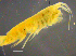  ( - 3-9S_Eusi4_2012_1)  @11 [ ] CreativeCommons  Attribution Non-Commercial Share-Alike (2021) Anna Jazdzewska University of Lodz, Dept of Invertebrate Zoology and Hydrobiology