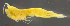  ( - 3-9S_Eusi4_2012_10)  @11 [ ] CreativeCommons  Attribution Non-Commercial Share-Alike (2021) Anna Jazdzewska University of Lodz, Dept of Invertebrate Zoology and Hydrobiology