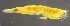  ( - 3-9S_Eusi4_2012_2)  @11 [ ] CreativeCommons  Attribution Non-Commercial Share-Alike (2021) Anna Jazdzewska University of Lodz, Dept of Invertebrate Zoology and Hydrobiology