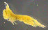  ( - 3-9S_Eusi4_2012_4)  @11 [ ] CreativeCommons  Attribution Non-Commercial Share-Alike (2021) Anna Jazdzewska University of Lodz, Dept of Invertebrate Zoology and Hydrobiology