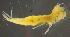  ( - 3-9S_Eusi4_2012_6)  @11 [ ] CreativeCommons  Attribution Non-Commercial Share-Alike (2021) Anna Jazdzewska University of Lodz, Dept of Invertebrate Zoology and Hydrobiology