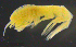 ( - 3-9S_Eusi4_2012_9)  @11 [ ] CreativeCommons  Attribution Non-Commercial Share-Alike (2021) Anna Jazdzewska University of Lodz, Dept of Invertebrate Zoology and Hydrobiology