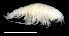  ( - 3-9S_Harp4_2012_1)  @11 [ ] CreativeCommons  Attribution Non-Commercial Share-Alike (2021) Anna Jazdzewska University of Lodz, Dept of Invertebrate Zoology and Hydrobiology