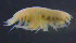  ( - 3-9S_Harp6_2012_1)  @11 [ ] CreativeCommons  Attribution Non-Commercial Share-Alike (2021) Anna Jazdzewska University of Lodz, Dept of Invertebrate Zoology and Hydrobiology