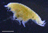  ( - 3-9S_Lysi1_2012_4)  @11 [ ] CreativeCommons  Attribution Non-Commercial Share-Alike (2021) Anna Jazdzewska University of Lodz, Dept of Invertebrate Zoology and Hydrobiology