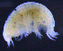  ( - 3-9S_Lysi1_2012_7)  @11 [ ] CreativeCommons  Attribution Non-Commercial Share-Alike (2021) Anna Jazdzewska University of Lodz, Dept of Invertebrate Zoology and Hydrobiology