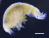  ( - 3-9S_Lysi1_2012_8)  @11 [ ] CreativeCommons  Attribution Non-Commercial Share-Alike (2021) Anna Jazdzewska University of Lodz, Dept of Invertebrate Zoology and Hydrobiology