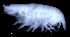  (LysianassidaeAJ sp. 7 - 3-9S_Lysi7_2012_1)  @11 [ ] CreativeCommons  Attribution Non-Commercial Share-Alike (2021) Anna Jazdzewska University of Lodz, Dept of Invertebrate Zoology and Hydrobiology