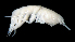  ( - 3-9S_Oedi10_2012_1)  @11 [ ] CreativeCommons  Attribution Non-Commercial Share-Alike (2021) Anna Jazdzewska University of Lodz, Dept of Invertebrate Zoology and Hydrobiology