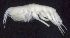  (Oedicerina lesci - 3-9S_Oedi10_2012_2)  @11 [ ] CreativeCommons  Attribution Non-Commercial Share-Alike (2021) Anna Jazdzewska University of Lodz, Dept of Invertebrate Zoology and Hydrobiology