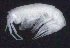  ( - 3-9S_Oedi10_2012_5)  @11 [ ] CreativeCommons  Attribution Non-Commercial Share-Alike (2021) Anna Jazdzewska University of Lodz, Dept of Invertebrate Zoology and Hydrobiology