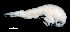  ( - 3-9S_Oedi11_2012_1)  @11 [ ] CreativeCommons  Attribution Non-Commercial Share-Alike (2021) Anna Jazdzewska University of Lodz, Dept of Invertebrate Zoology and Hydrobiology