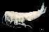  ( - 3-9S_Pard8_2012_1)  @11 [ ] CreativeCommons  Attribution Non-Commercial Share-Alike (2021) Anna Jazdzewska University of Lodz, Dept of Invertebrate Zoology and Hydrobiology