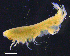  ( - 3-9S_Pard8_2012_2)  @11 [ ] CreativeCommons  Attribution Non-Commercial Share-Alike (2021) Anna Jazdzewska University of Lodz, Dept of Invertebrate Zoology and Hydrobiology