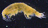  ( - 3-9S_Pard8_2012_3)  @11 [ ] CreativeCommons  Attribution Non-Commercial Share-Alike (2021) Anna Jazdzewska University of Lodz, Dept of Invertebrate Zoology and Hydrobiology