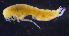  ( - 3-9S_Pard8_2012_4)  @11 [ ] CreativeCommons  Attribution Non-Commercial Share-Alike (2021) Anna Jazdzewska University of Lodz, Dept of Invertebrate Zoology and Hydrobiology
