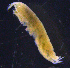 (PardaliscidaeAJ - 3-9S_Pard8_2012_5)  @11 [ ] CreativeCommons  Attribution Non-Commercial Share-Alike (2021) Anna Jazdzewska University of Lodz, Dept of Invertebrate Zoology and Hydrobiology