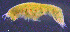  (PontogeneiidaeAJ - 3-9S_Pont1_2012_3)  @11 [ ] CreativeCommons  Attribution Non-Commercial Share-Alike (2021) Anna Jazdzewska University of Lodz, Dept of Invertebrate Zoology and Hydrobiology