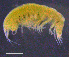  ( - 3-9S_Pont1_2012_7)  @11 [ ] CreativeCommons  Attribution Non-Commercial Share-Alike (2021) Anna Jazdzewska University of Lodz, Dept of Invertebrate Zoology and Hydrobiology