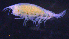  (ValettiopsidaeAJ - 3-9S_Vale1_2012_1)  @11 [ ] CreativeCommons  Attribution Non-Commercial Share-Alike (2021) Anna Jazdzewska University of Lodz, Dept of Invertebrate Zoology and Hydrobiology