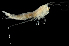  ( - 30S_Rhac_2016_1)  @11 [ ] CreativeCommons  Attribution Non-Commercial Share-Alike (2021) Anna Jazdzewska University of Lodz, Dept of Invertebrate Zoology and Hydrobiology