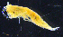  ( - 4-3S_Eusi2_2012_1)  @11 [ ] CreativeCommons  Attribution Non-Commercial Share-Alike (2021) Anna Jazdzewska University of Lodz, Dept of Invertebrate Zoology and Hydrobiology