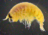  ( - 4-3S_Lysi11_2012_1)  @11 [ ] CreativeCommons  Attribution Non-Commercial Share-Alike (2021) Anna Jazdzewska University of Lodz, Dept of Invertebrate Zoology and Hydrobiology