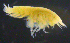  (LysianassidaeAJ sp. 13 - 4-3S_Lysi13_2012_2)  @11 [ ] CreativeCommons  Attribution Non-Commercial Share-Alike (2021) Anna Jazdzewska University of Lodz, Dept of Invertebrate Zoology and Hydrobiology