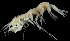  ( - 40E_Rhac_2016_1)  @11 [ ] CreativeCommons  Attribution Non-Commercial Share-Alike (2021) Anna Jazdzewska University of Lodz, Dept of Invertebrate Zoology and Hydrobiology