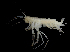  ( - 40S_Pard8_2016_1)  @11 [ ] CreativeCommons  Attribution Non-Commercial Share-Alike (2021) Anna Jazdzewska University of Lodz, Dept of Invertebrate Zoology and Hydrobiology