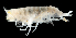  (Bathycallisoma - 42S_Eury_2016_1)  @11 [ ] CreativeCommons  Attribution Non-Commercial Share-Alike (2021) Anna Jazdzewska University of Lodz, Dept of Invertebrate Zoology and Hydrobiology