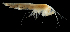  ( - 42S_Rhac_2016_1)  @11 [ ] CreativeCommons  Attribution Non-Commercial Share-Alike (2021) Anna Jazdzewska University of Lodz, Dept of Invertebrate Zoology and Hydrobiology