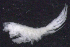  ( - 5-9E_Oedi6_2012_1)  @11 [ ] CreativeCommons  Attribution Non-Commercial Share-Alike (2021) Anna Jazdzewska University of Lodz, Dept of Invertebrate Zoology and Hydrobiology