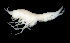  (PardaliscidaeAJ sp. 6 - 5-9S_Pard6_2012_1)  @11 [ ] CreativeCommons  Attribution Non-Commercial Share-Alike (2021) Anna Jazdzewska University of Lodz, Dept of Invertebrate Zoology and Hydrobiology