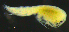  (SynopiidaeAJ sp. 4 - 5-9S_Syno4_2012_5)  @11 [ ] CreativeCommons  Attribution Non-Commercial Share-Alike (2021) Anna Jazdzewska University of Lodz, Dept of Invertebrate Zoology and Hydrobiology